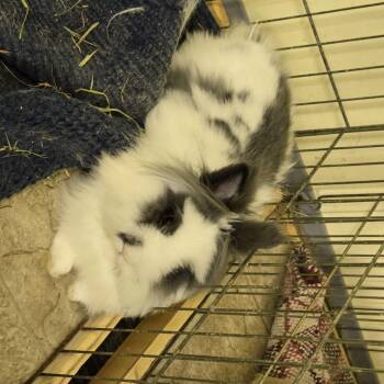Rescue Lionhead Rabbits for Adoption in Fremont, Ohio - Cookie | PetCurious