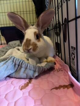 New Zealand Rabbits Available for Adoption in Saint Charles, Missouri - Nilla Wafer  | PetCurious