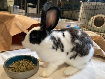 Rescue English Spot Rabbits for Adoption in Grand Rapids, Michigan - Edgar | PetCurious