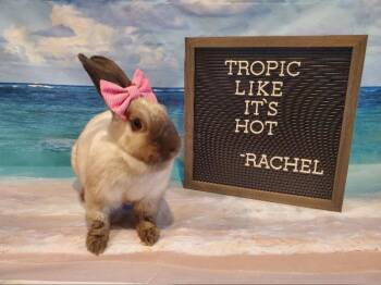 Rachel -  American Sable Rabbit for Adoption in Columbus, Ohio - Rachel | PetCurious