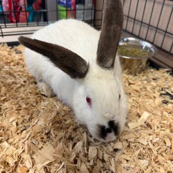 BC-Cinnabun -  Himalayan Rabbit for Adoption in Idaho Falls, Idaho - BC-Cinnabun | PetCurious