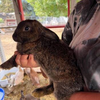 Colonel Mustard -  New Zealand and American Rabbit for Adoption in Nampa, Idaho - Colonel Mustard | PetCurious
