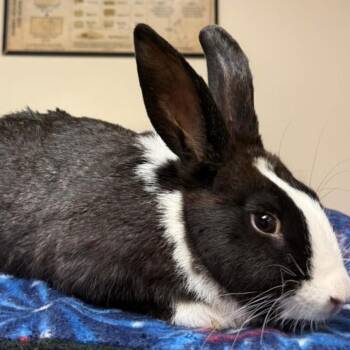 Astrid -  Dutch and Bunny Rabbit Rabbit for Adoption in Gansevoort, New York - Astrid | PetCurious