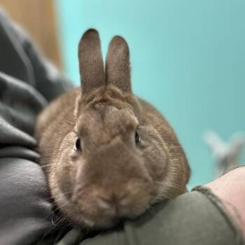 Rex Rabbits Available for Adoption in Winston-salem, North Carolina - Theo | PetCurious