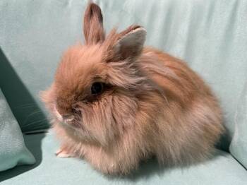 Rescue Angora Rabbit Rabbits for Adoption in Lee