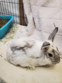 Pickles -  American Rabbit for Adoption in Key West, Florida - Pickles | PetCurious