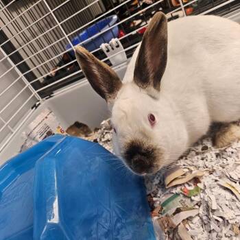 Californian Rabbits Available for Adoption in Watertown, New York - Munchkin | PetCurious