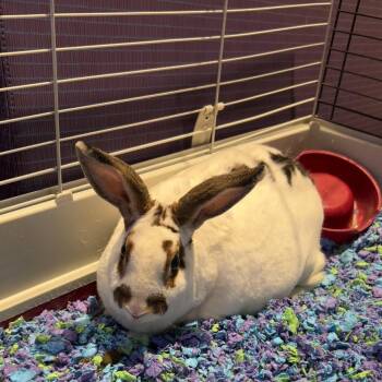 Judy Hop -  Rex and Bunny Rabbit Rabbit for Adoption in League City, Texas - Judy Hop | PetCurious