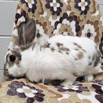 Cinna Bun -  Lionhead Rabbit for Adoption in Evansville, Indiana - Cinna Bun | PetCurious