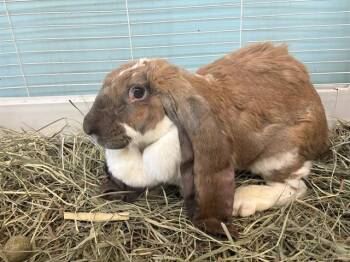 CHAMOMILE -  Bunny Rabbit Rabbit for Adoption in Rowlett, Texas - CHAMOMILE | PetCurious