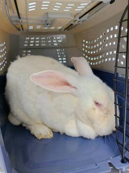 A1268513 -  Bunny Rabbit Rabbit for Adoption in Charlotte, North Carolina - A1268513 | PetCurious
