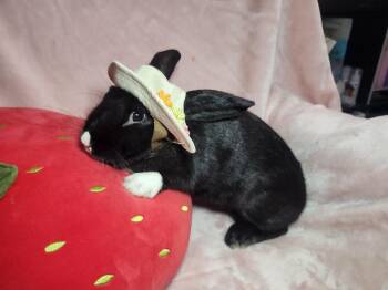 Reign -  American Rabbit for Adoption - Reign | PetCurious