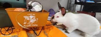 Rescue Californian Rabbits for Adoption in Roseville, California - Mopsy | PetCurious