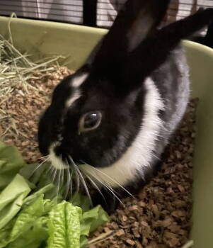 Rescue Dutch Rabbits for Adoption in Lexington, South Carolina - Allwyn | PetCurious