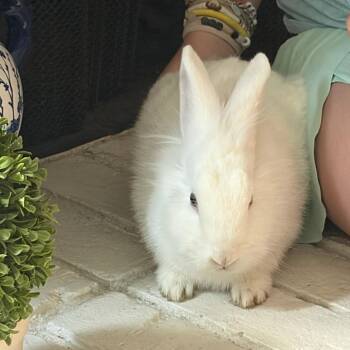 Lily -  Lionhead Rabbit for Adoption in The Woodlands, Texas - Lily | PetCurious