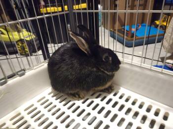 Silver Marten and New Zealand Rabbits Available for Adoption - Wheeler And Sinclair | PetCurious