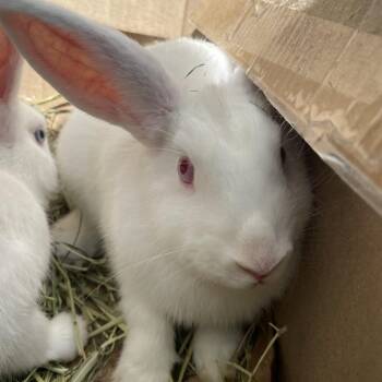 Jessica -  American Rabbit for Adoption in Pasadena, California - Jessica | PetCurious