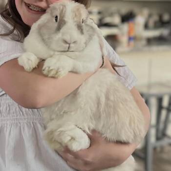 Tessa Eleanor M3646 -  Holland Lop Rabbit for Adoption - Tessa Eleanor M3646 | PetCurious