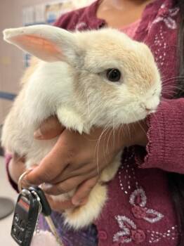 PINKY -  Bunny Rabbit Rabbit for Adoption in San Bernardino, California - PINKY | PetCurious