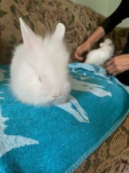 Rescue Lionhead Rabbits for Adoption in Santa Cruz, California - Ada | PetCurious