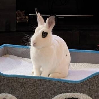 Rescue Hotot Rabbits for Adoption in Columbia, Maryland - Star (Bonded To Soleil) | PetCurious