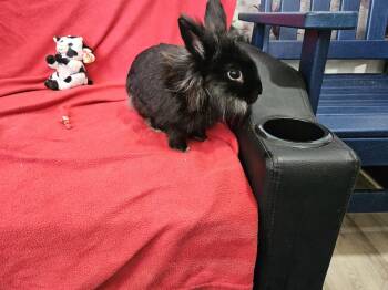 Rescue Lionhead Rabbits for Adoption in Navarre, Florida - Gravy | PetCurious