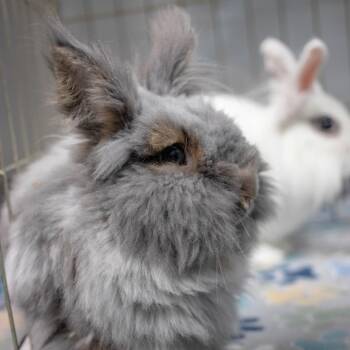 Chowder (bonded with Penny) -  Lionhead Rabbit for Adoption in San Diego, California - Chowder (bonded With Penny) | PetCurious