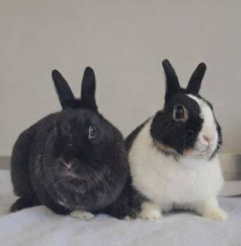 Bunny Rabbit Rabbits Available for Adoption - Hank & Kenny | PetCurious