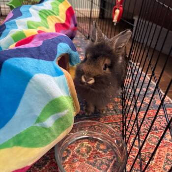 Lionhead and Mini Rex Rabbits Available for Adoption - Tommy | PetCurious