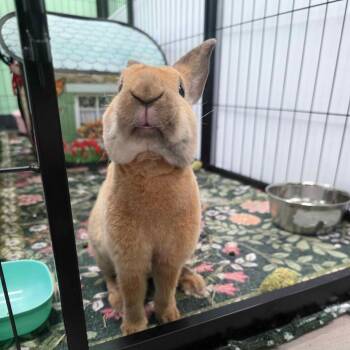 Mr. Tumnus -  Mini Rex Rabbit for Adoption in The Woodlands, Texas - Mr. Tumnus | PetCurious