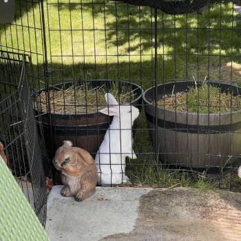 Cricket -  New Zealand Rabbit for Adoption in Nampa, Idaho - Cricket | PetCurious