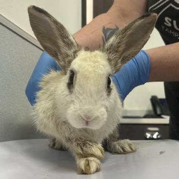 Lux -  American Rabbit for Adoption in Tampa, Florida - Lux | PetCurious