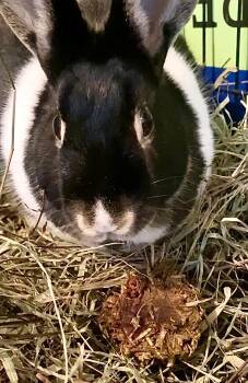 Rescue Dutch and Silver Marten Rabbits for Adoption in Beaverdam Lake-salisbury Mills, New York - Abracadabra | PetCurious