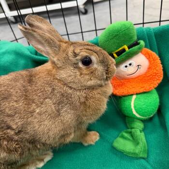 American Rabbits Available for Adoption - Summer | PetCurious