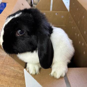 Pandapple -  American Fuzzy Lop Rabbit for Adoption in Richmond, California - Pandapple | PetCurious