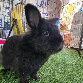 Raven -  Netherland Dwarf Rabbit for Adoption in Conway, South Carolina - Raven | PetCurious