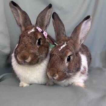 Crush (bonded to Squish) -  Dutch Rabbit for Adoption in Columbia, Maryland - Crush (bonded To Squish) | PetCurious