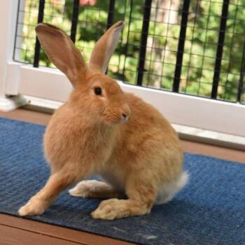 Rescue Palomino Rabbits for Adoption in Columbia, Maryland - Marmalade | PetCurious