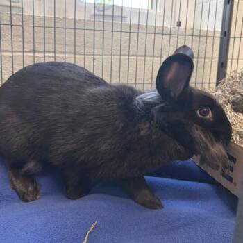 Rabecca -  Lionhead Rabbit for Adoption in Marshall, Virginia - Rabecca | PetCurious