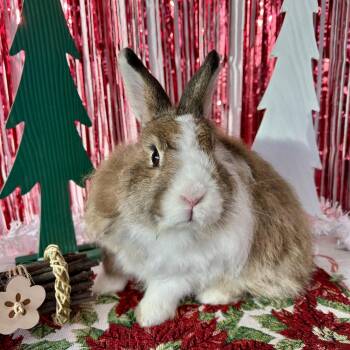 Rescue Jersey Wooly Rabbits for Adoption in Long Beach, California - Beaker | PetCurious