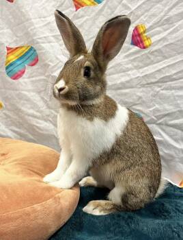 Puck -  American Rabbit for Adoption in Oakland, California - Puck | PetCurious