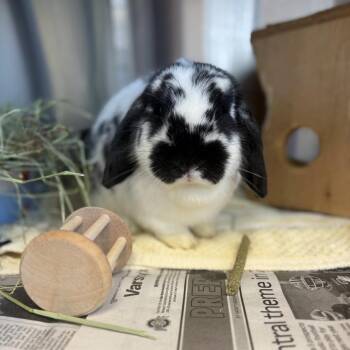 Gracie -  Holland Lop Rabbit for Adoption in Pittsburgh, Pennsylvania - Gracie | PetCurious