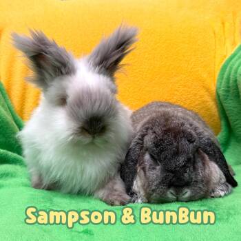 Rescue Mini Lop Rabbits for Adoption in Roseville, California - BunBun (bonded With Sampson) | PetCurious