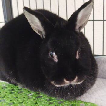 Bella -  Bunny Rabbit Rabbit for Adoption in Modesto, California - Bella | PetCurious