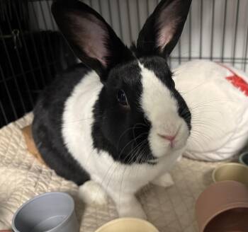 Dutch Rabbits Available for Adoption in Westford, Massachusetts - Elijah | PetCurious