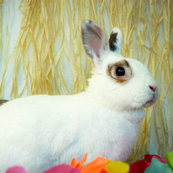 Rescue Bunny Rabbit Rabbits for Adoption in Long Beach, California - Spot | PetCurious