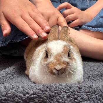 Boopton  WoogieWaffle -  Rex Rabbit for Adoption in Murray, Utah - Boopton  WoogieWaffle | PetCurious