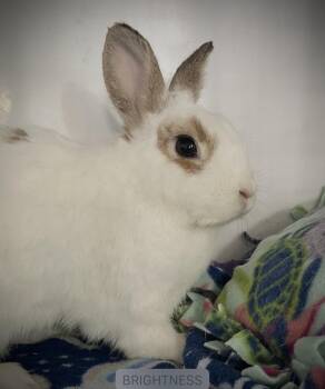 Le Creuset -  Dwarf and English Spot Rabbit for Adoption in Chicago, Illinois - Le Creuset | PetCurious
