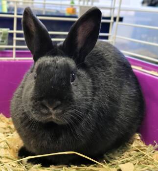 Dwarf Rabbits Available for Adoption - #74 Sprinkle | PetCurious