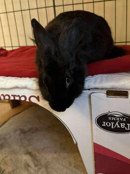 Rescue American Rabbits for Adoption in Huntsville, Alabama - Lyra | PetCurious